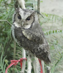 Cú mèo khoang cổ