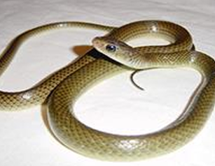 Rắn ráo thường