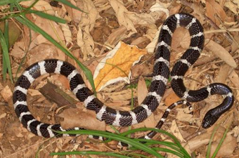 Rắn cạp nia bắc