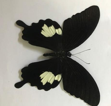 Bướm Phượng đen bốn mảnh trắng