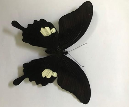 Bướm Phượng đen ba mảnh trắng