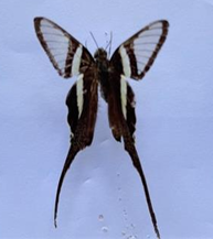 Bướm đuôi rồng xanh