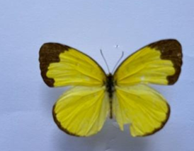 Bướm cải vàng viền đen