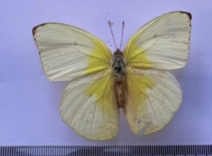 Bướm hải âu trắng