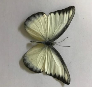 Hải âu vàng viền đen