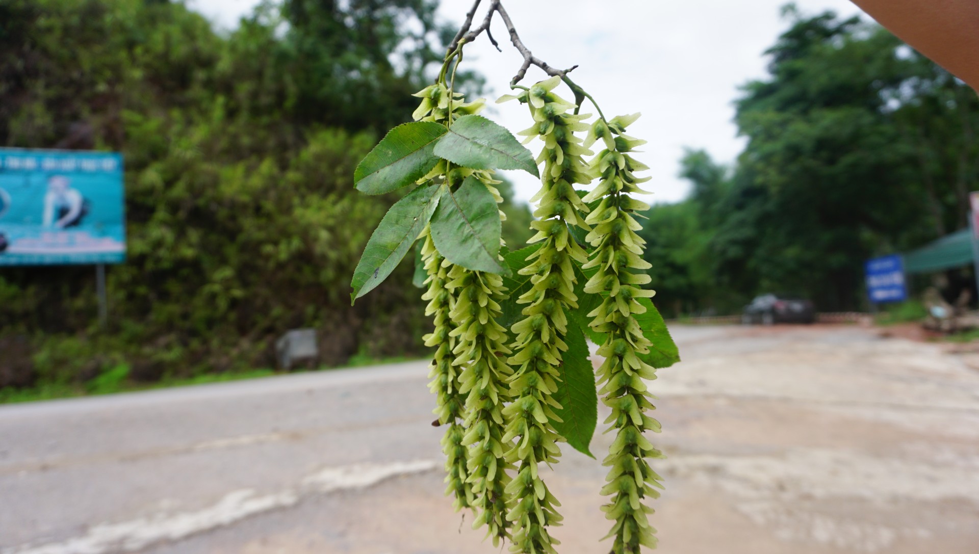 Cơi