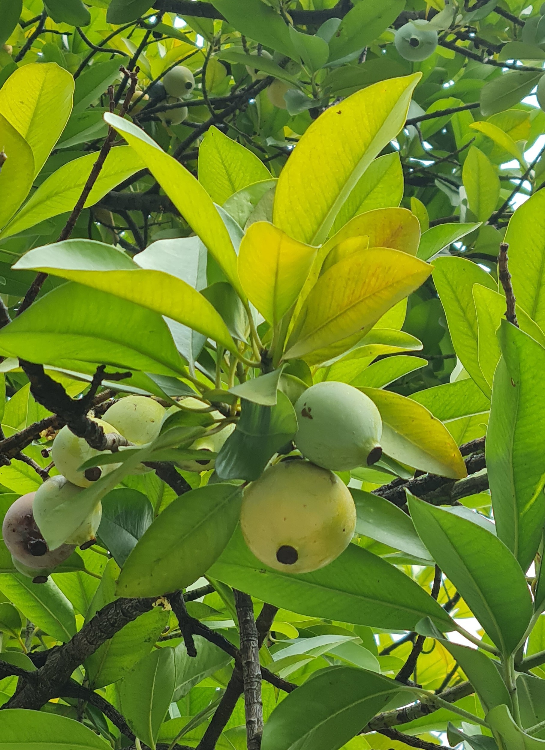 Dọc