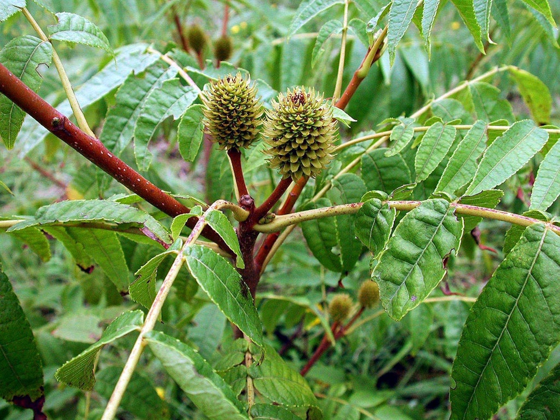 Hóa hương