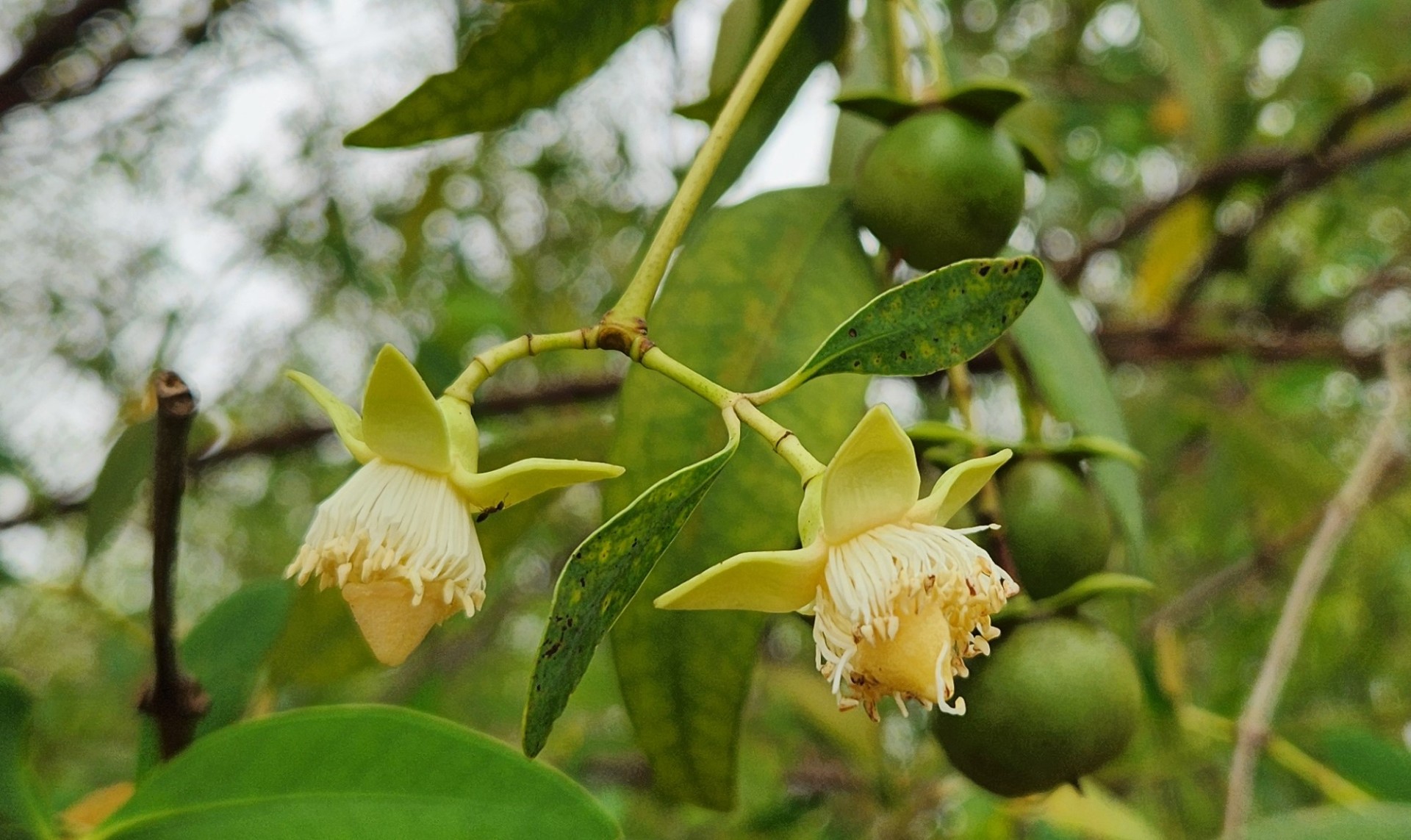 Bần không cánh