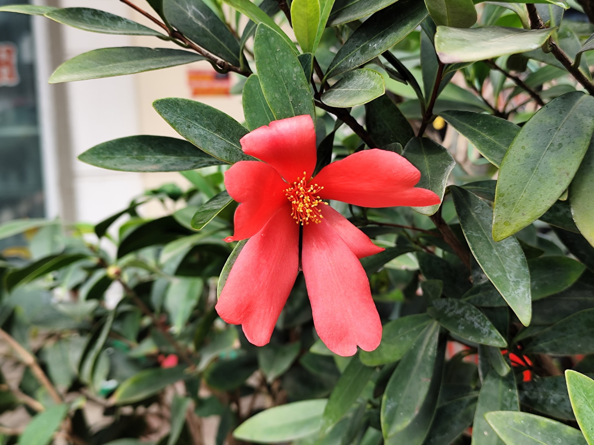 Trà tứ quý
