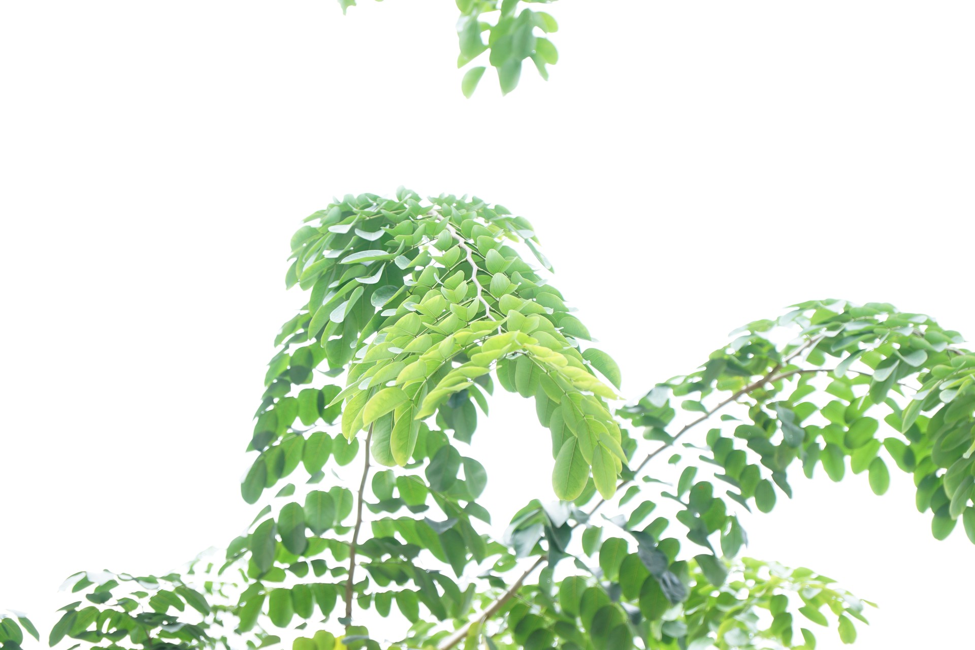 Banner Images