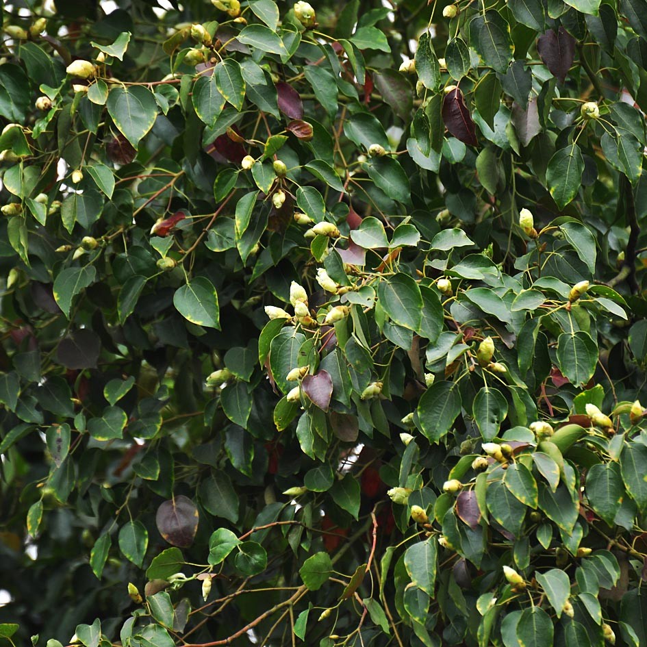Banner Images