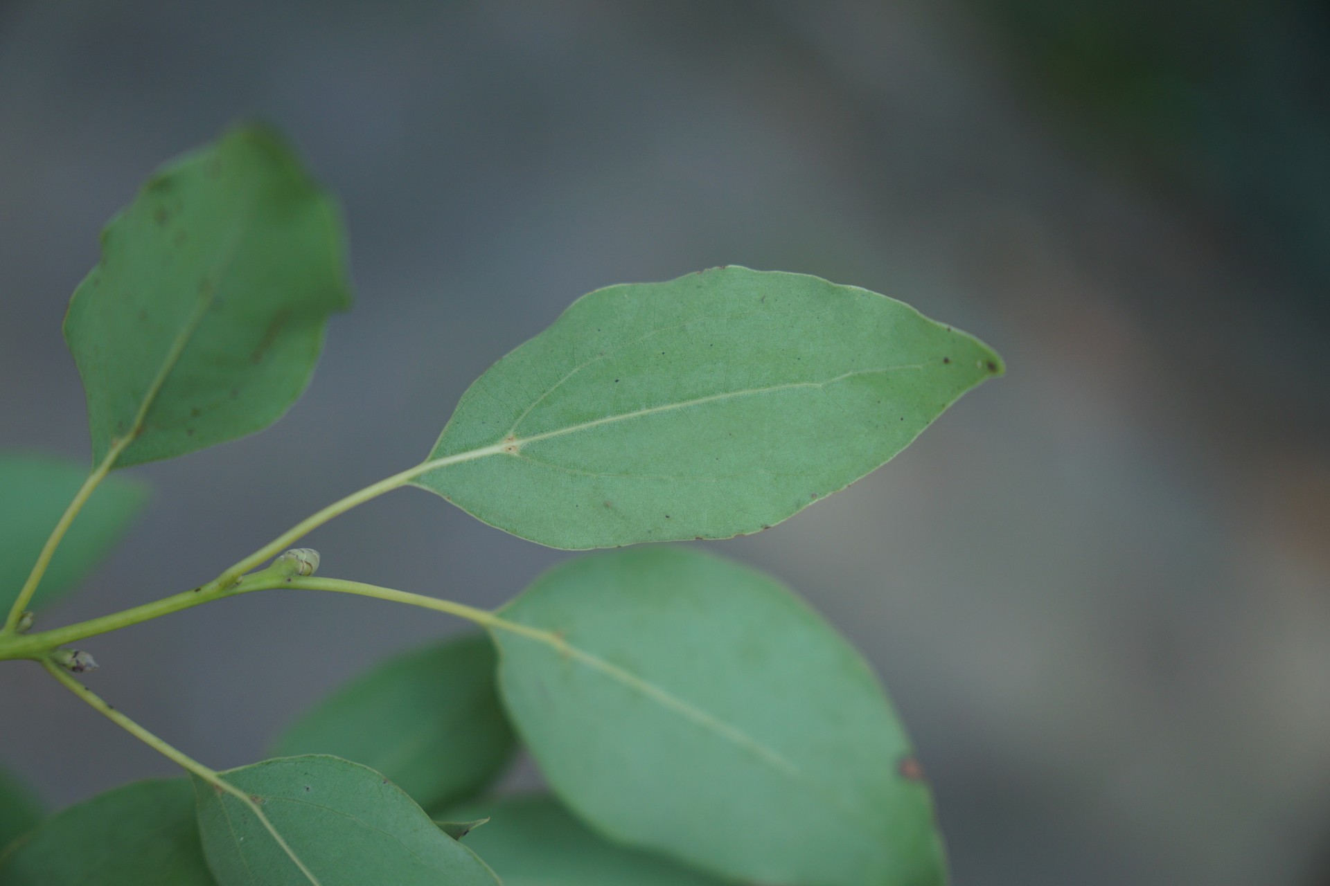 Banner Images