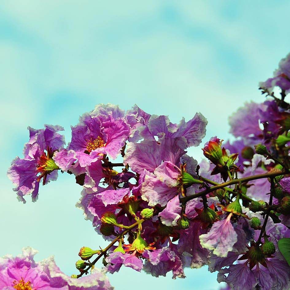 Banner Images