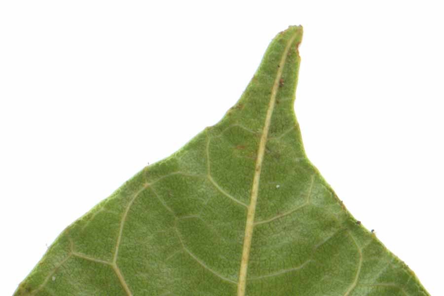 Banner Images