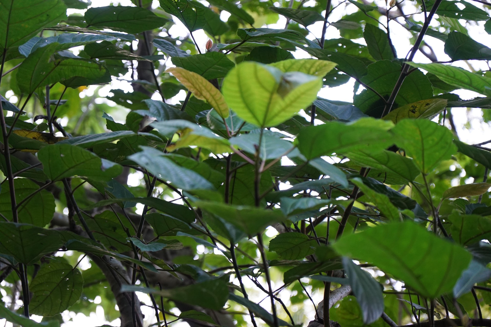 Banner Images