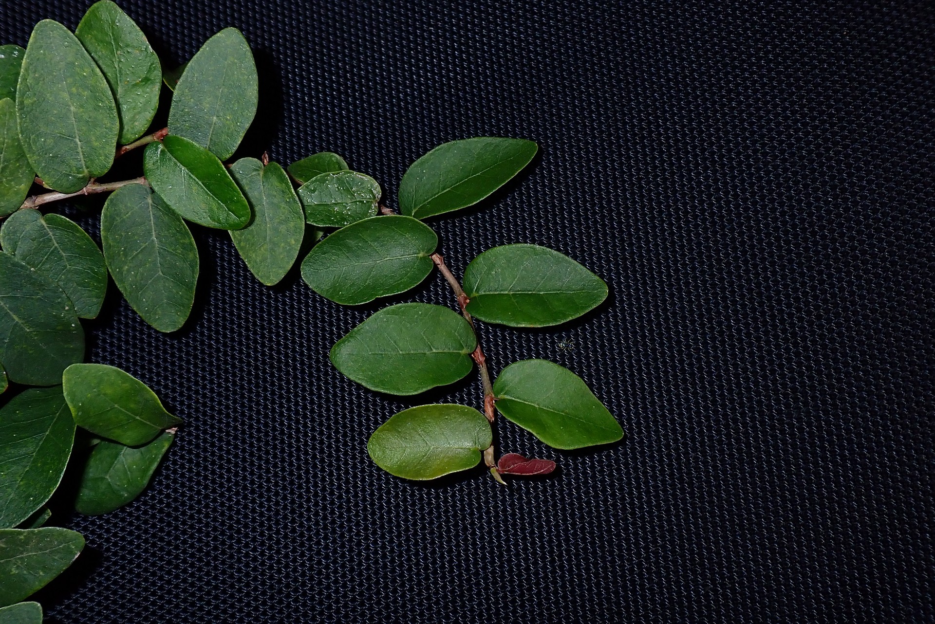 Banner Images