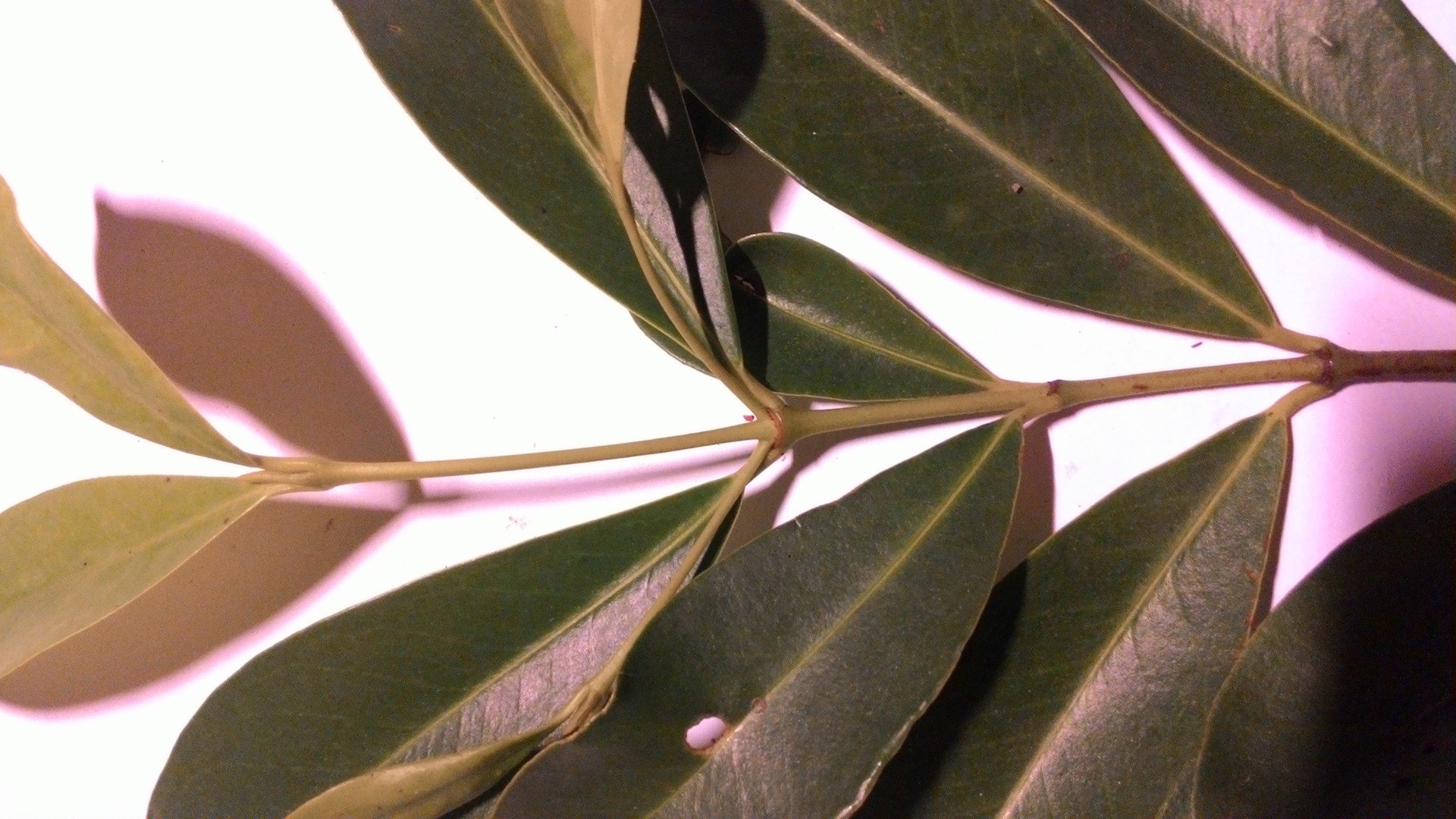 Banner Images