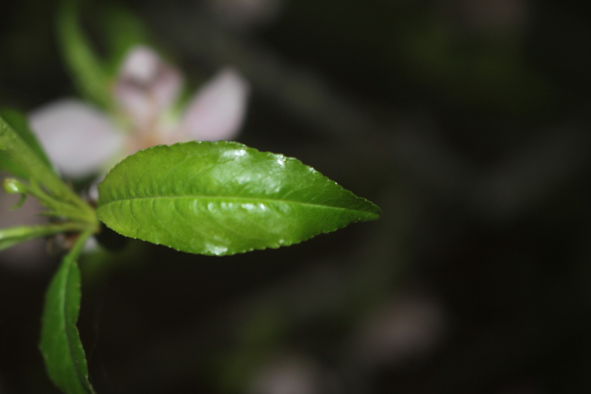 Banner Images