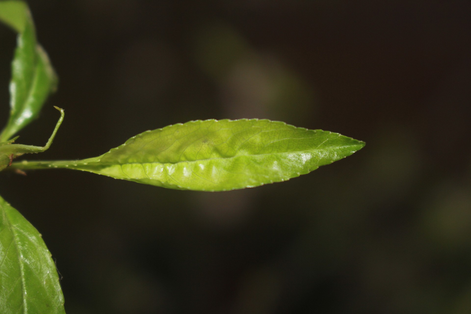 Banner Images