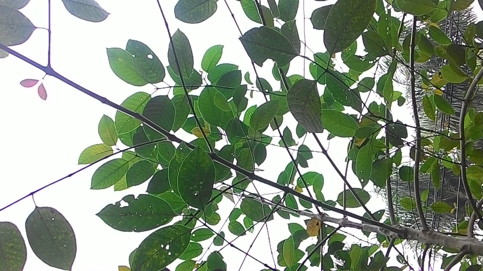 Banner Images