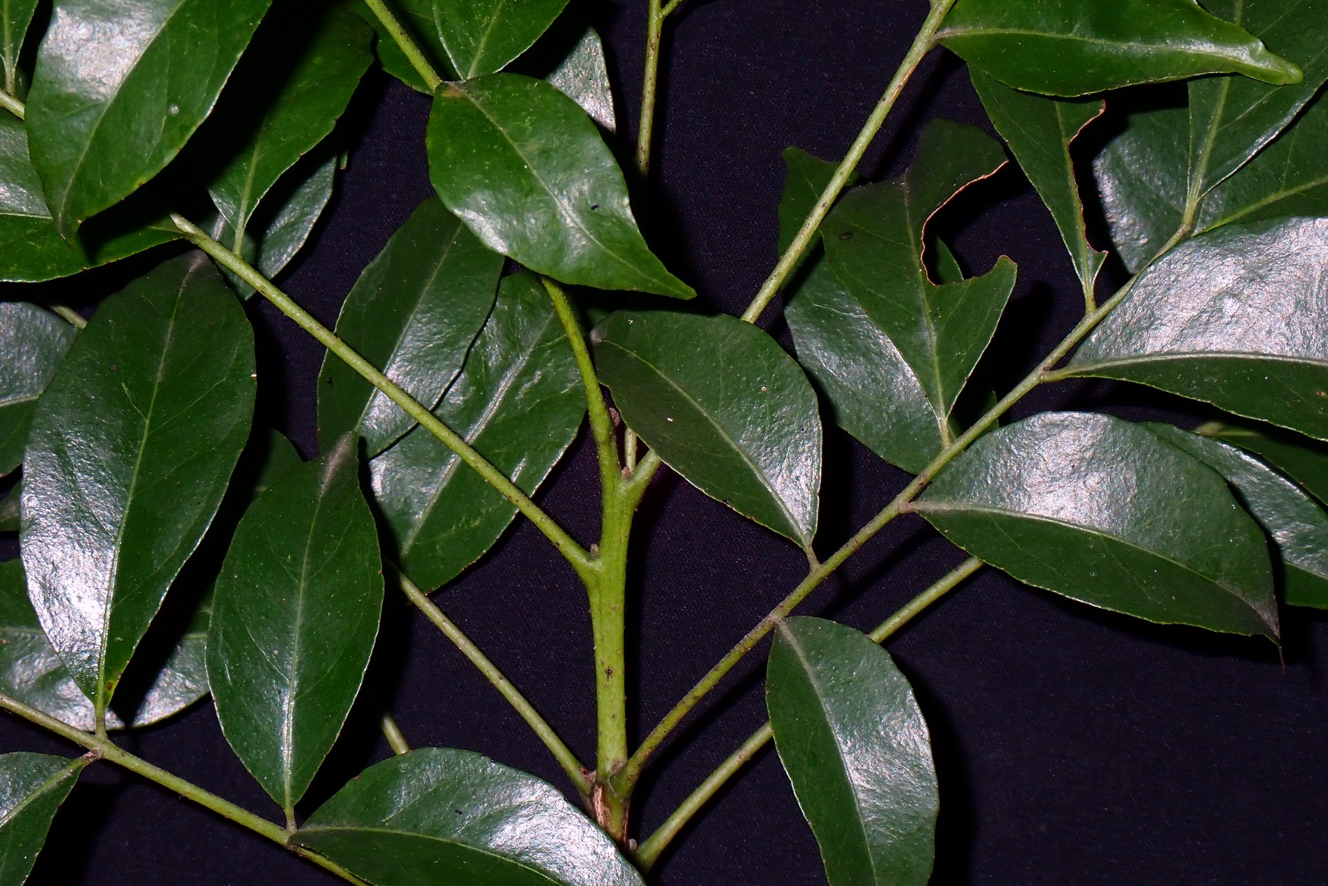 Banner Images