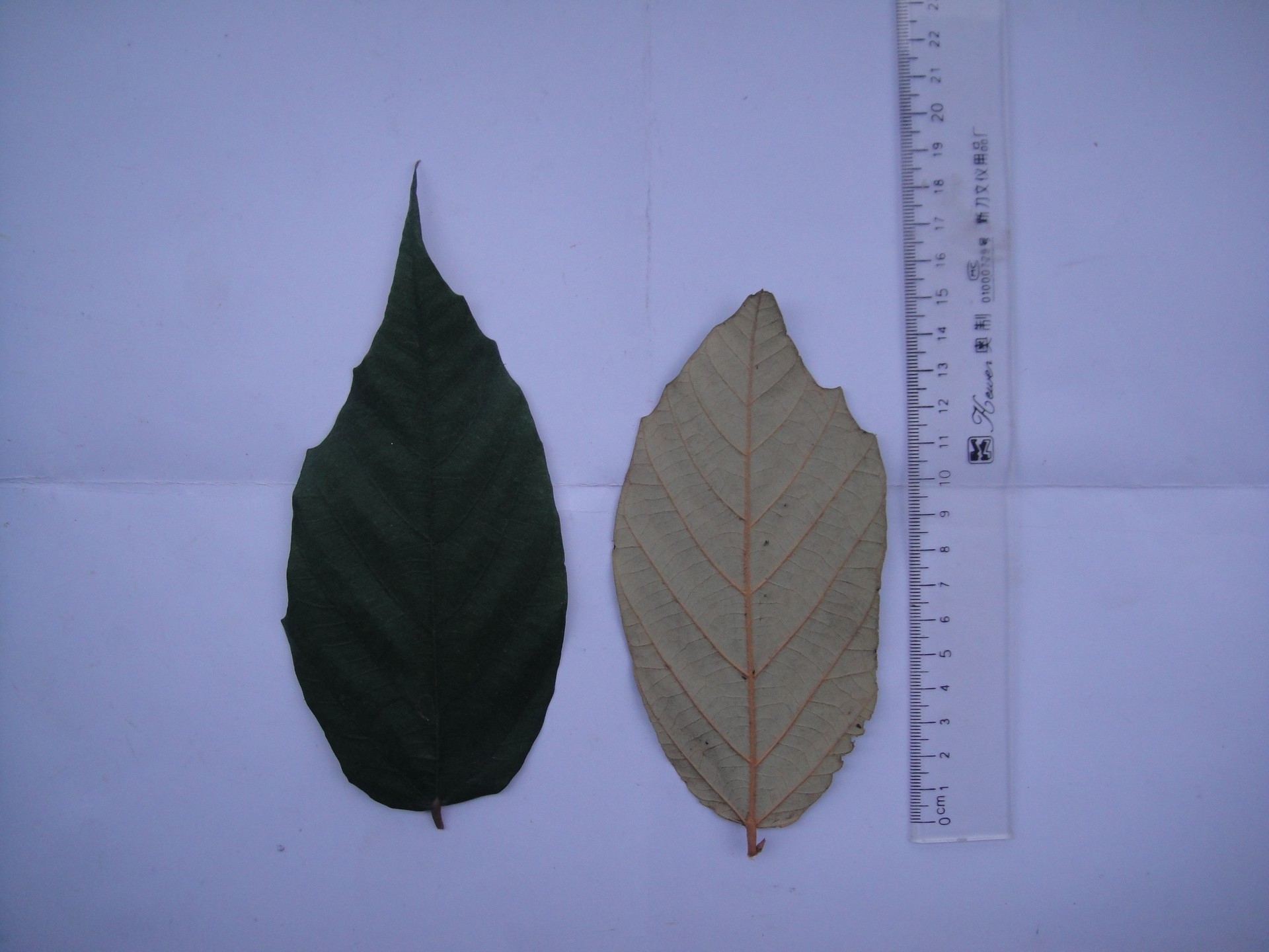 Banner Images
