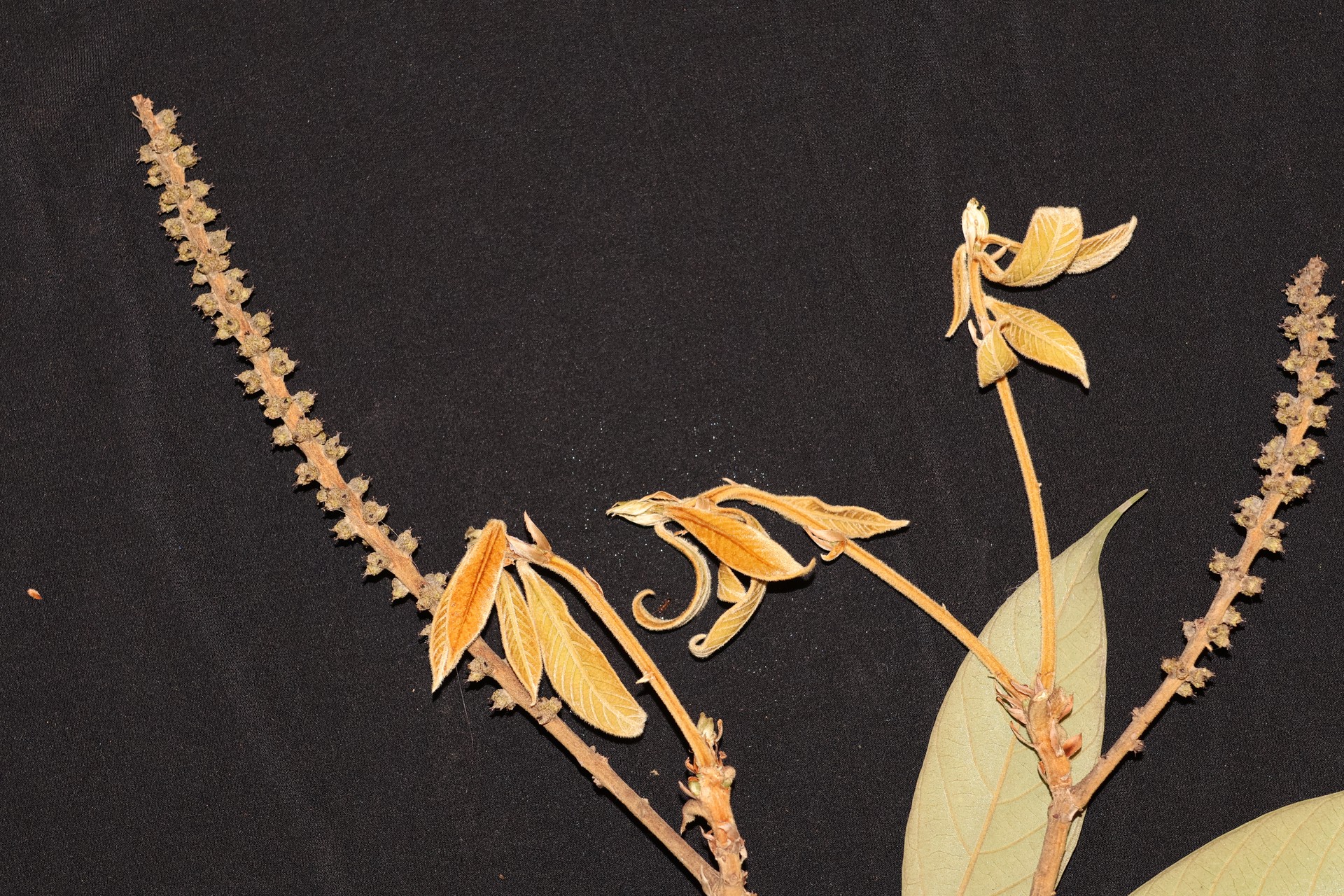 Banner Images