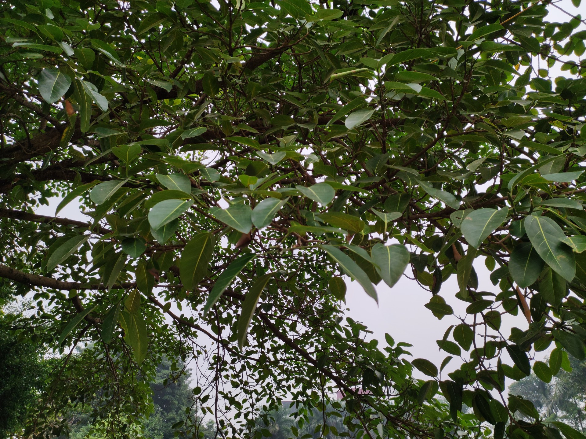 Banner Images