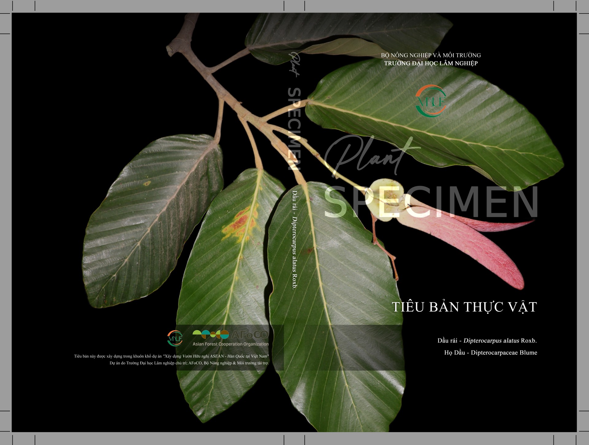 Banner Images
