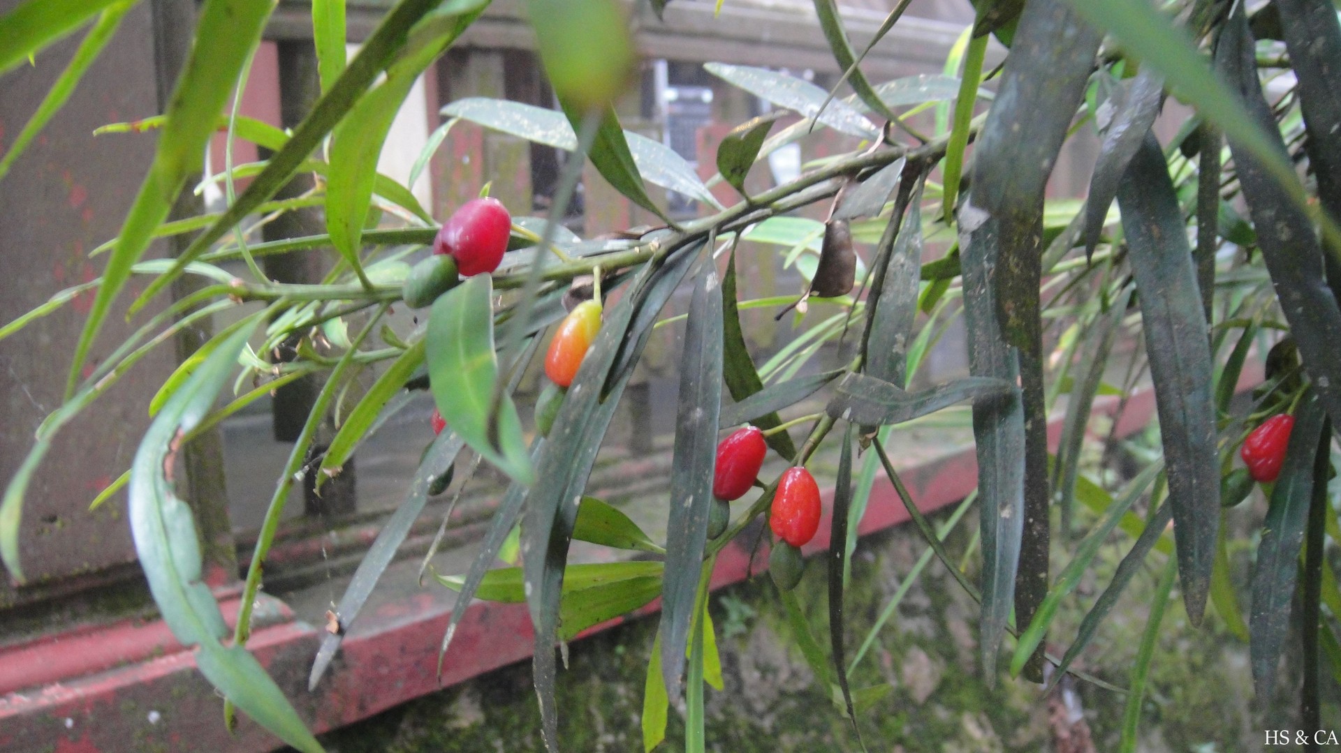 Thông tre lá dài