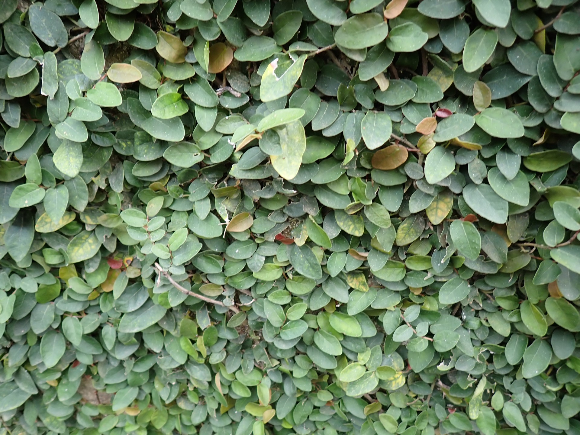 Trâu cổ