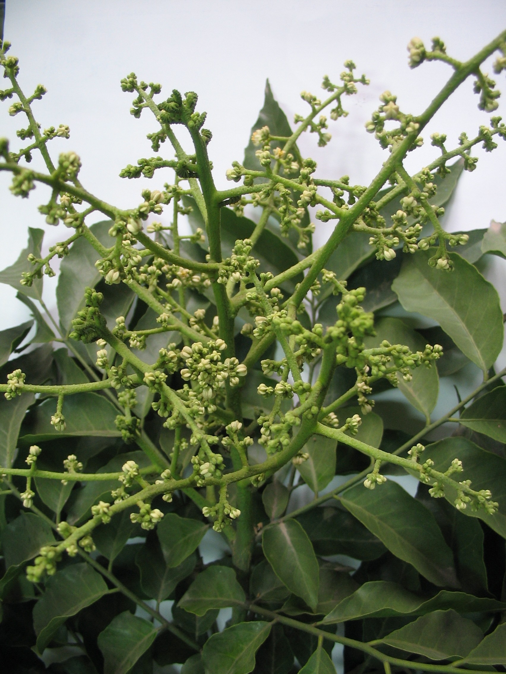 Quất hồng bì