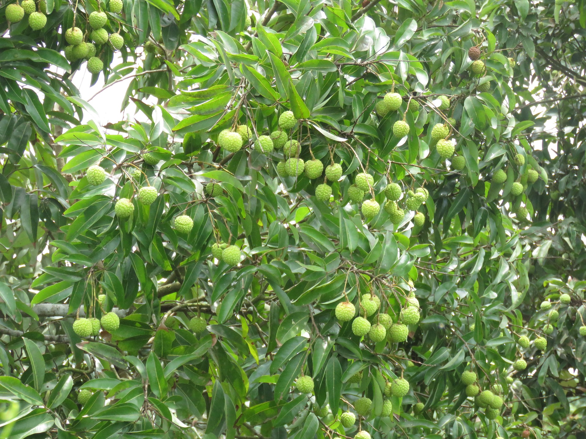 Vải