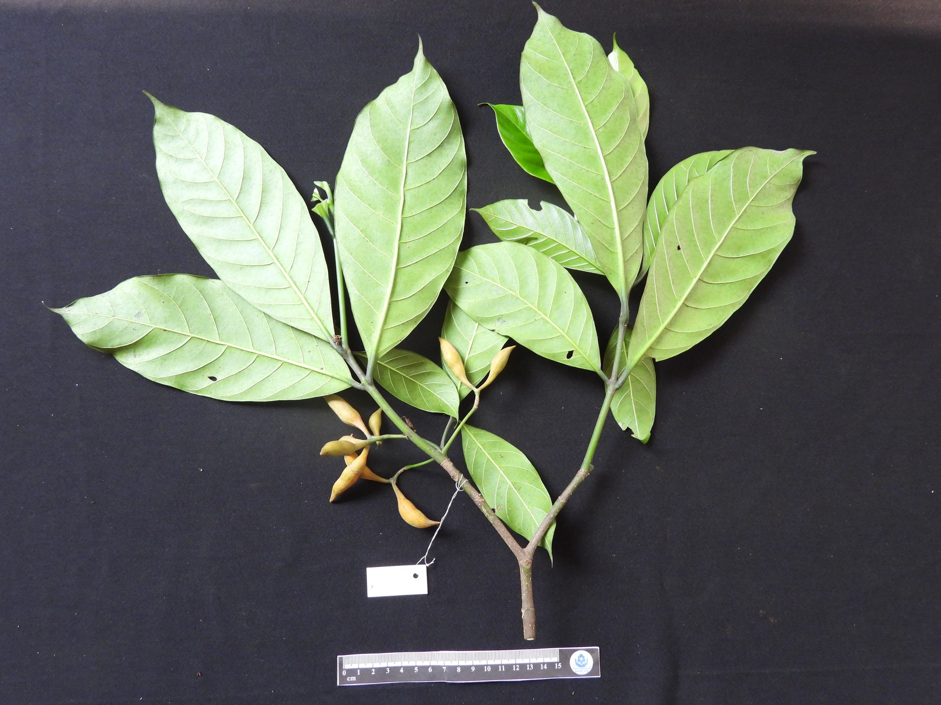 Ớt sừng lá lớn