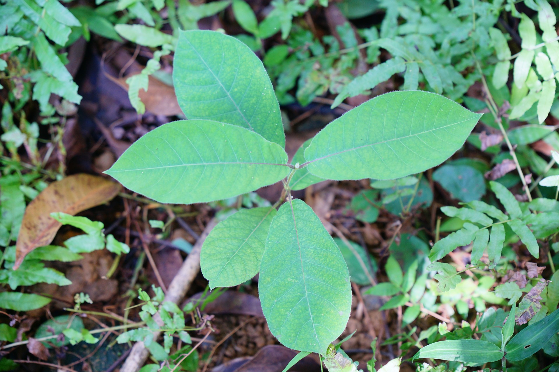 Hà thủ ô trắng