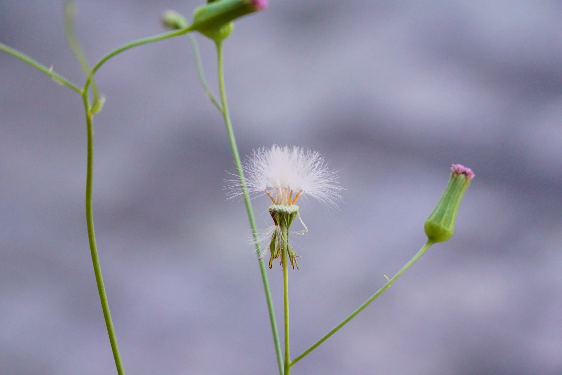 Rau má lá rau muống