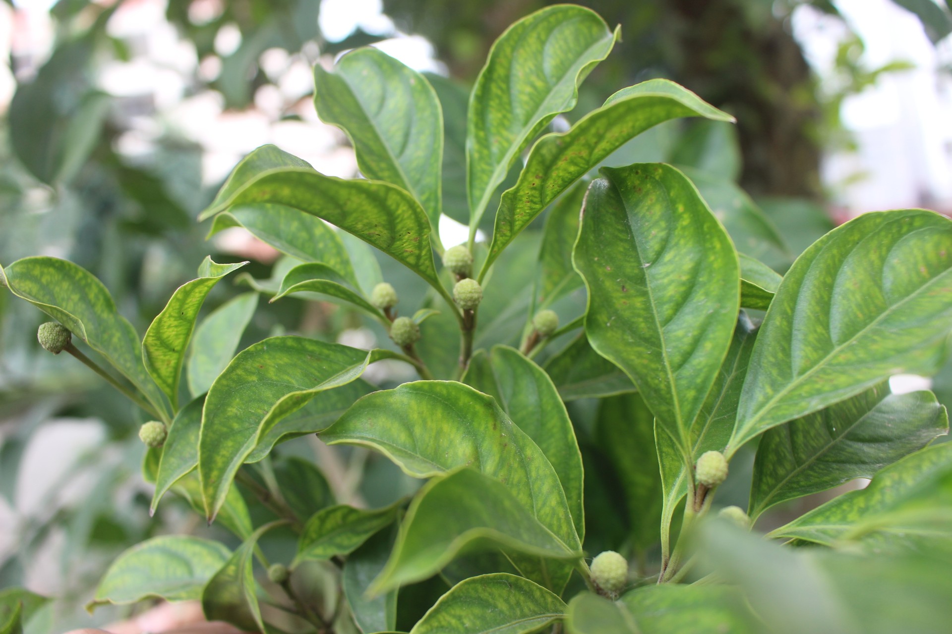 Thù du hồng kông