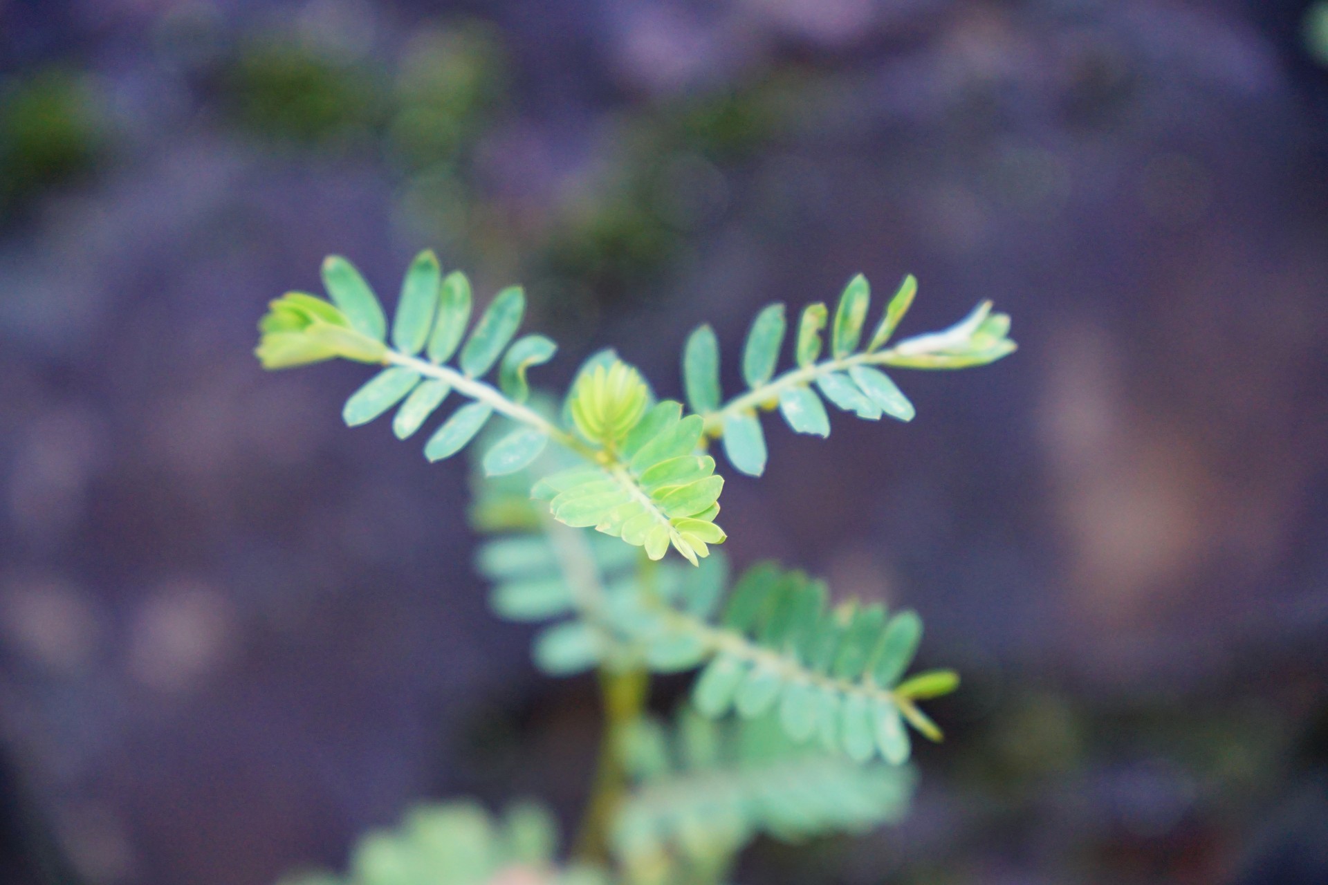 Chó đẻ quả tròn