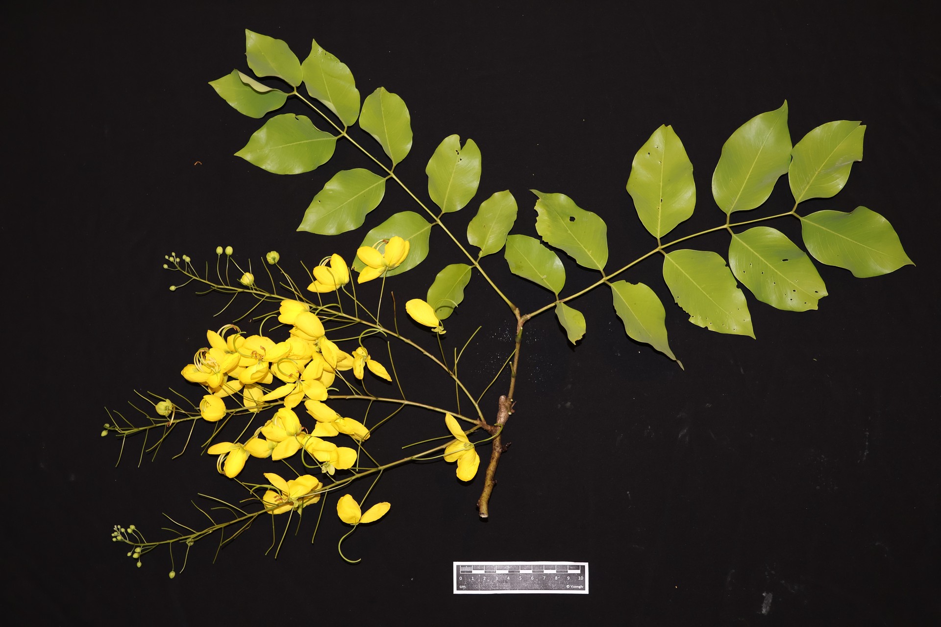 Muồng hoàng yến