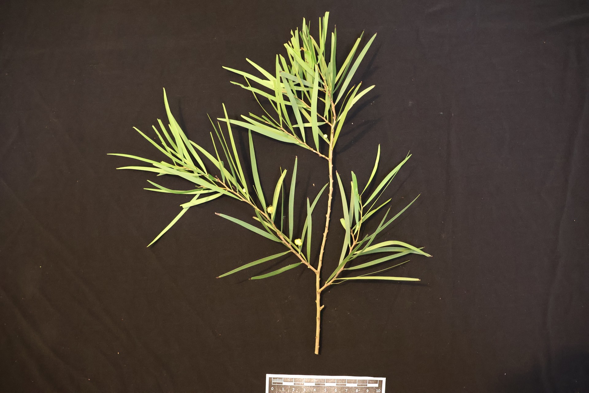 Đài loan tương tư