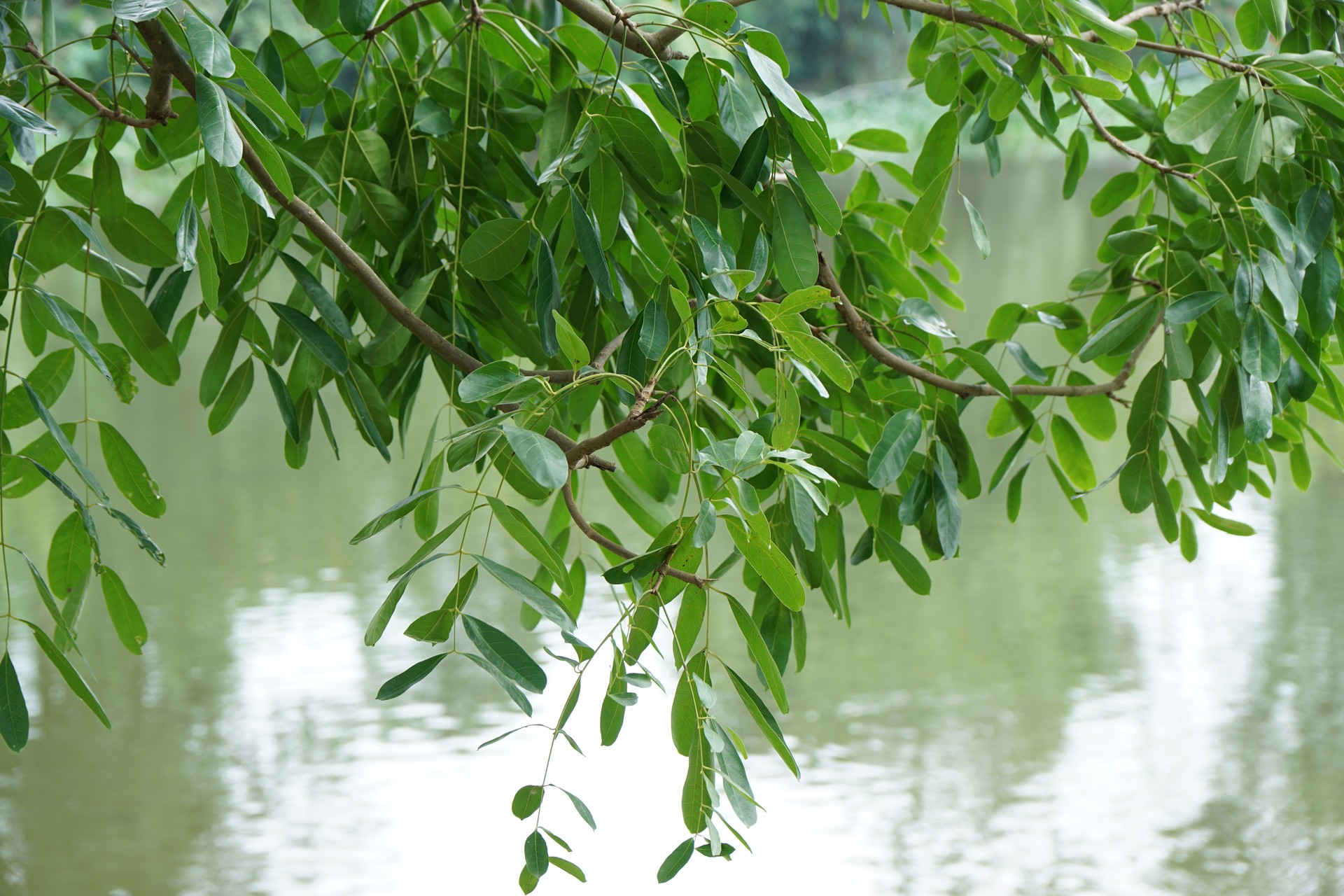 Xà cừ