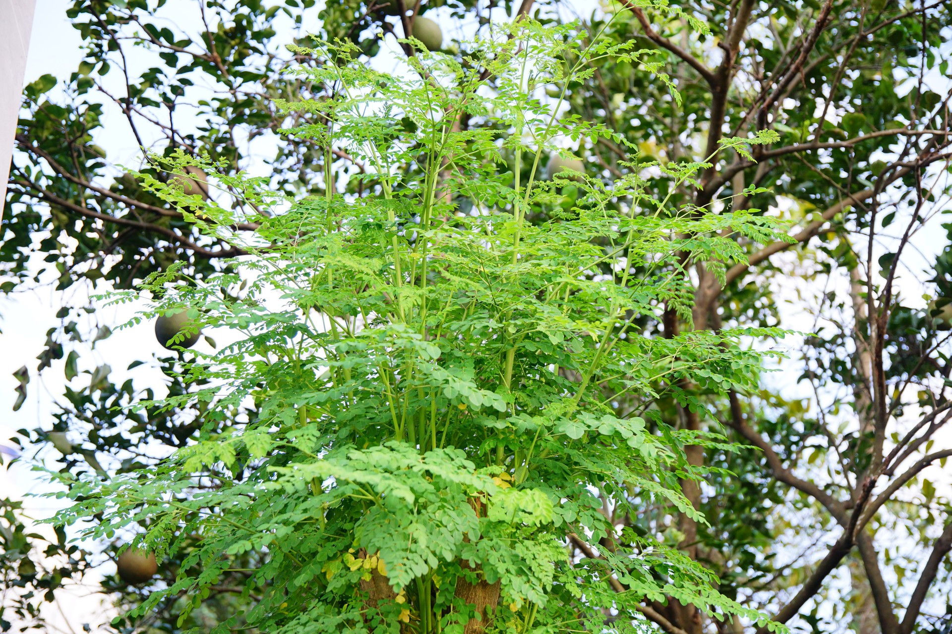 Chùm ngây