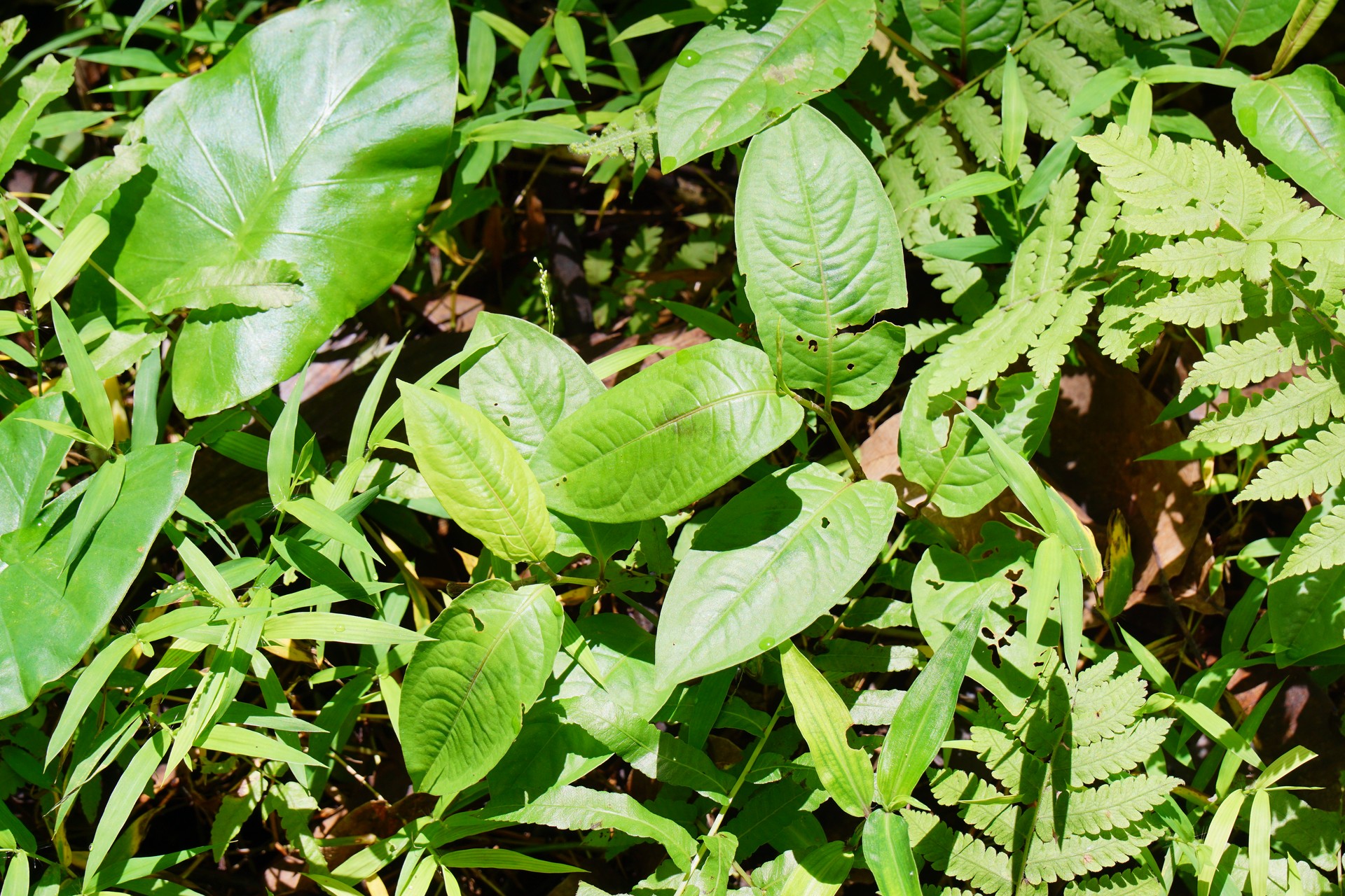 Thồm lồm