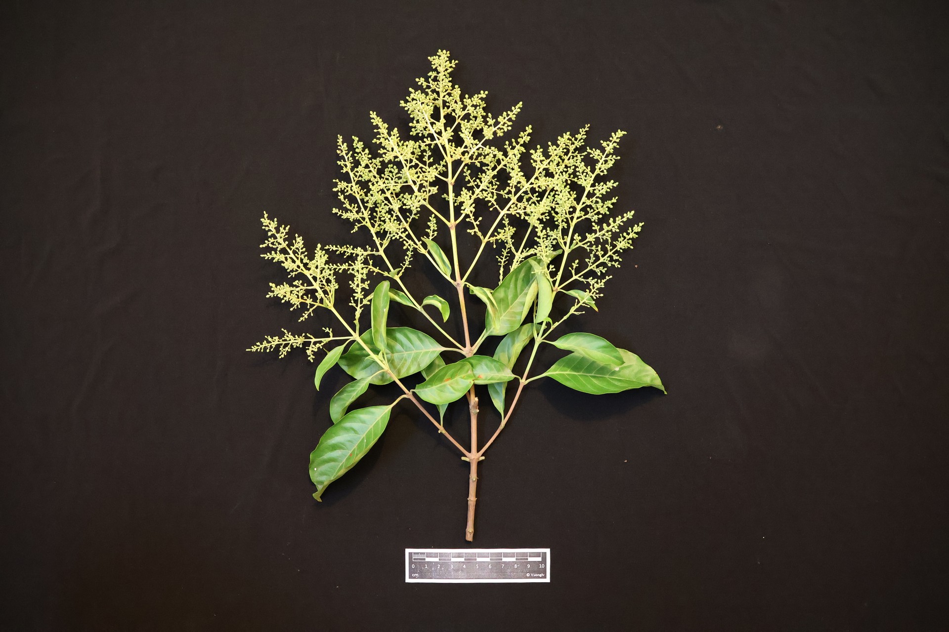 Hoắc quang trắng