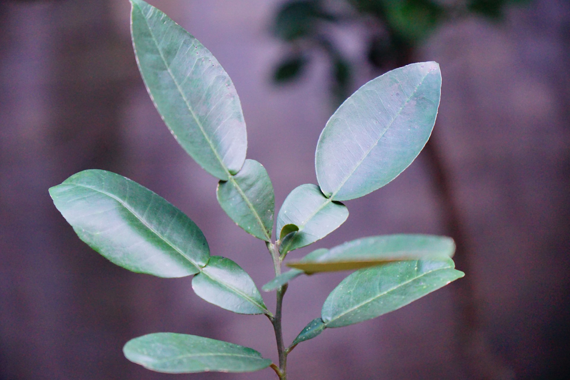Bưởi