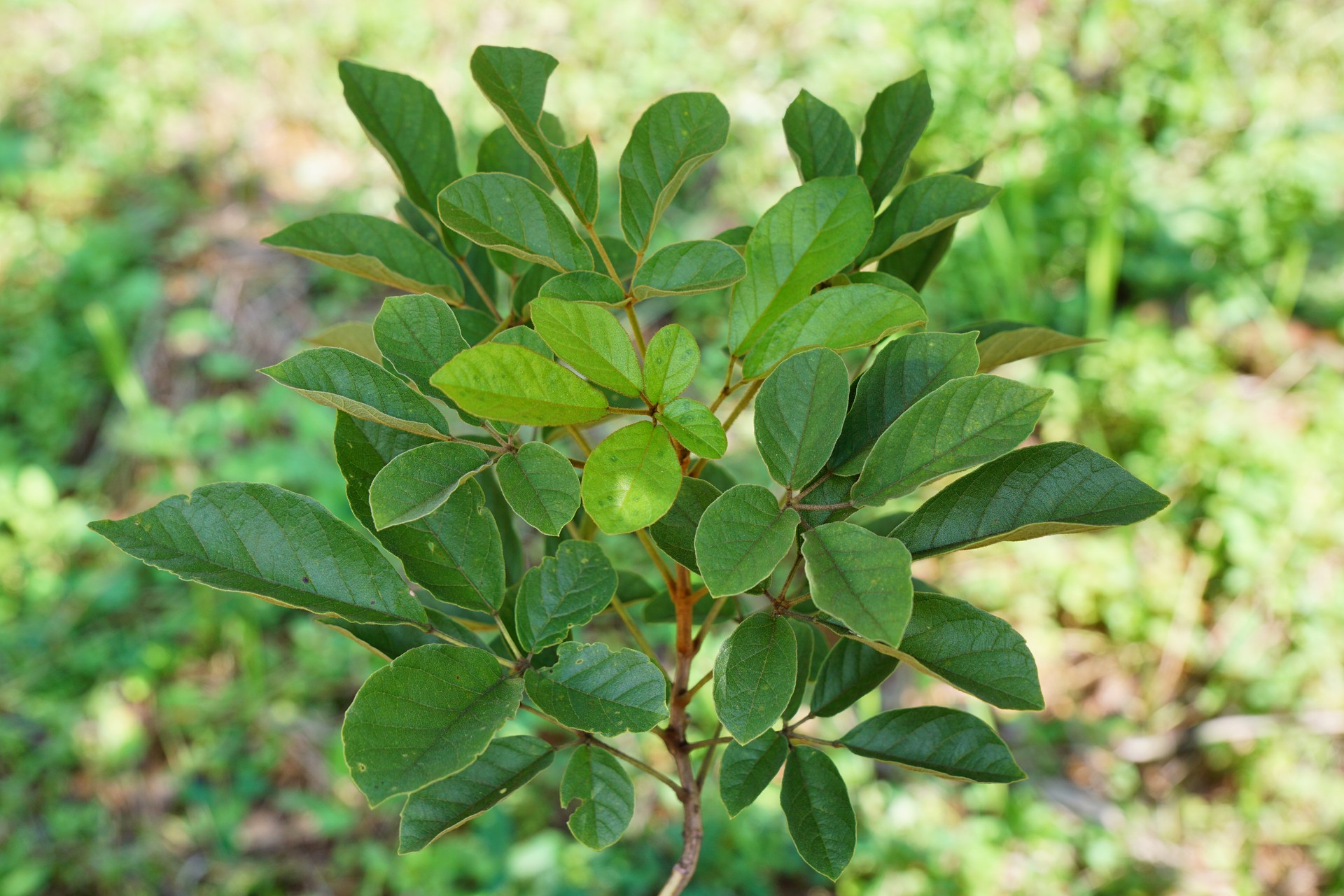 Chuông vàng Brazil