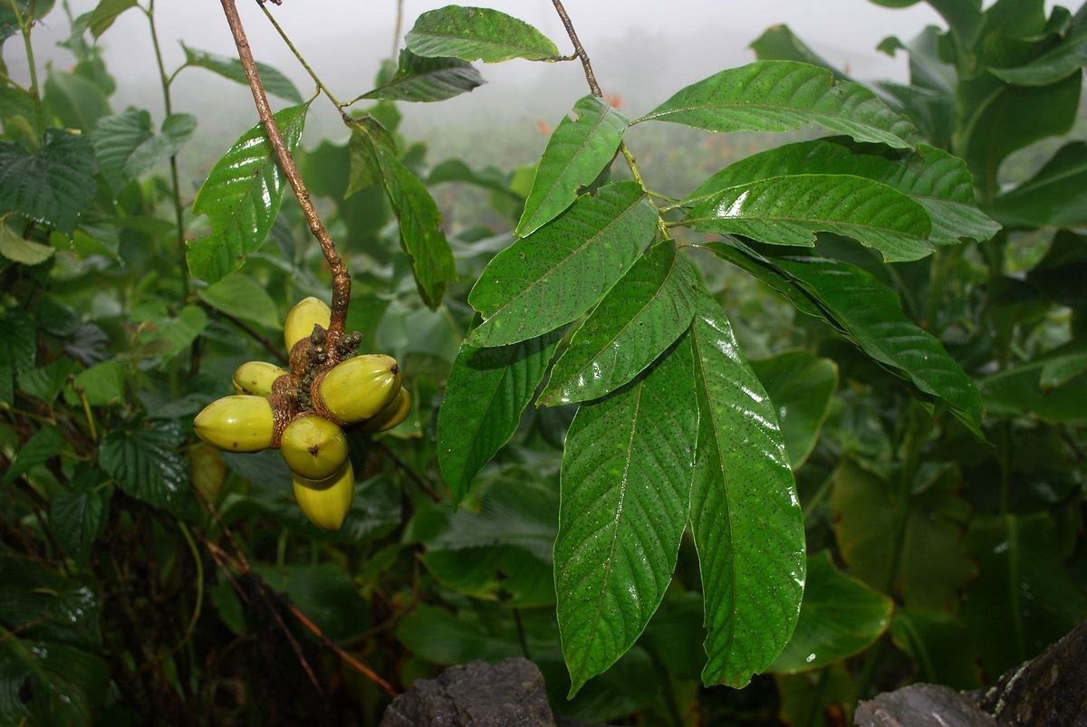 Dẻ dạng-Reinwardt