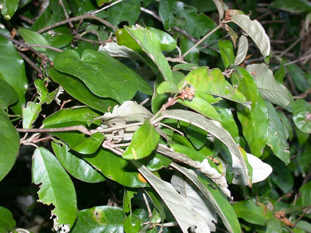 Khai đen (Cù đèn hoa răm)