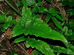 Ráng bạc tự nhạo